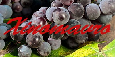 Image result for Xinomavro Grapes