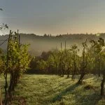 Marsala Wine Tours