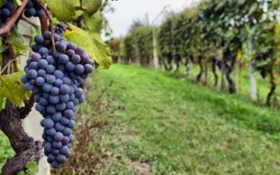 5 Tips For Choosing The Perfect Wine Tour Destination