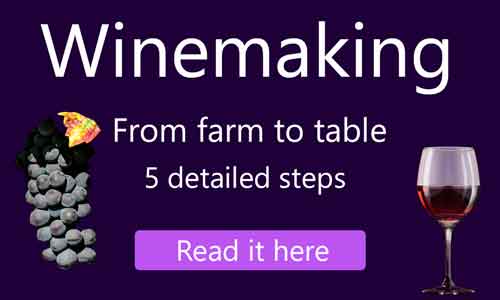 Winemaking from farm to table in 5 simple steps