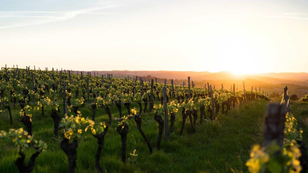 Wine tour France