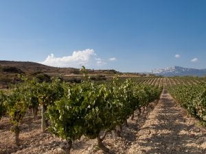 Bodegas Altanza