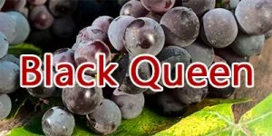 Wine with Black Queen grapes