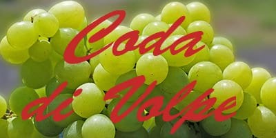 Coda di Volpe Coda di Volpe