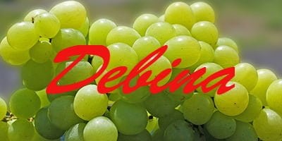 Debina Debina