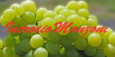 Incrocio Manzoni grapes