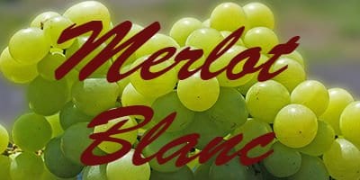 Merlot Blanc Merlot Blanc