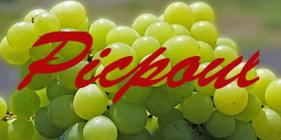 Picpoul