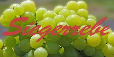Siegerrebe Siegerrebe