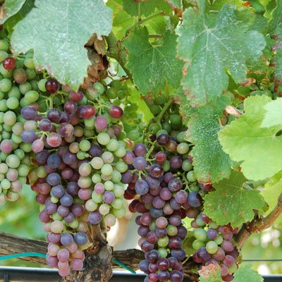 Wines from Valladolid wineregion in Spain